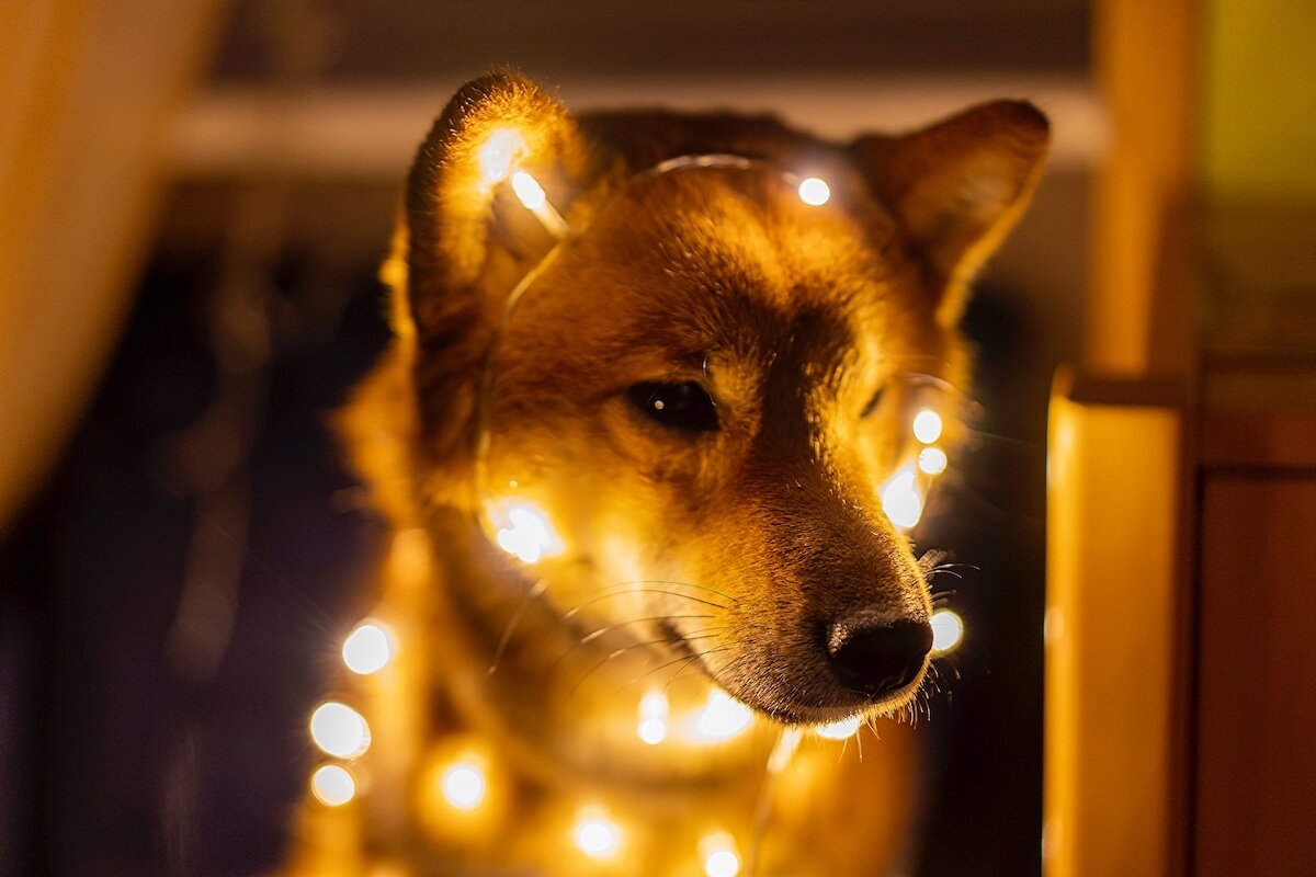 Three Signs The Dogecoin Rally Has Run Out Of Steam Cryptovantage